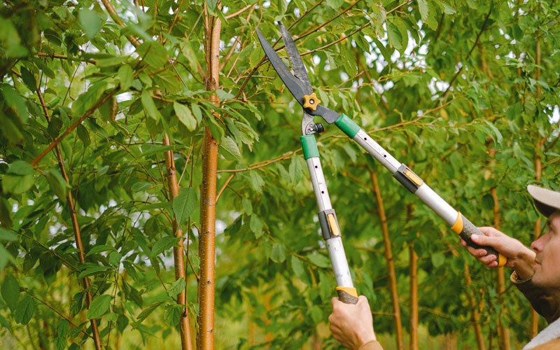 Tree trimming in Thompson, ND