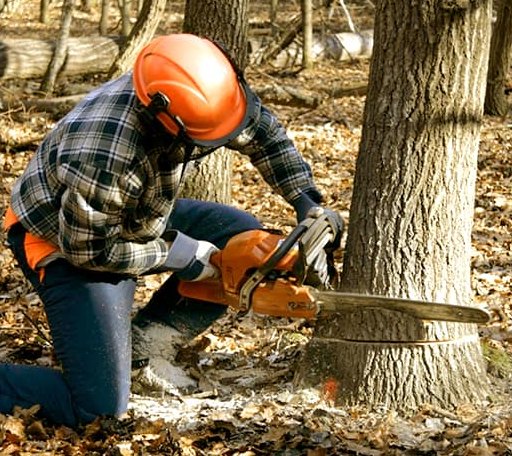 Tree Removal in Thompson, ND